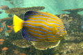 aquarium53