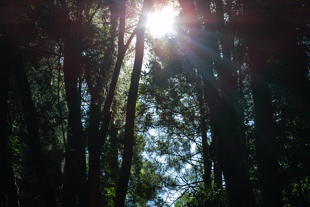くしふる神社-1