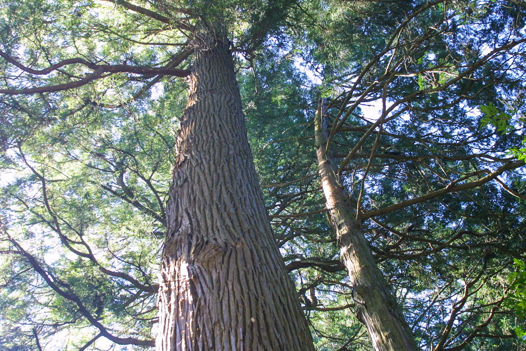 くしふる神社-32