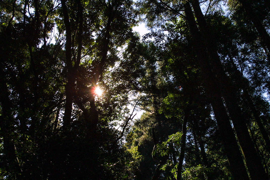 くしふる神社-36