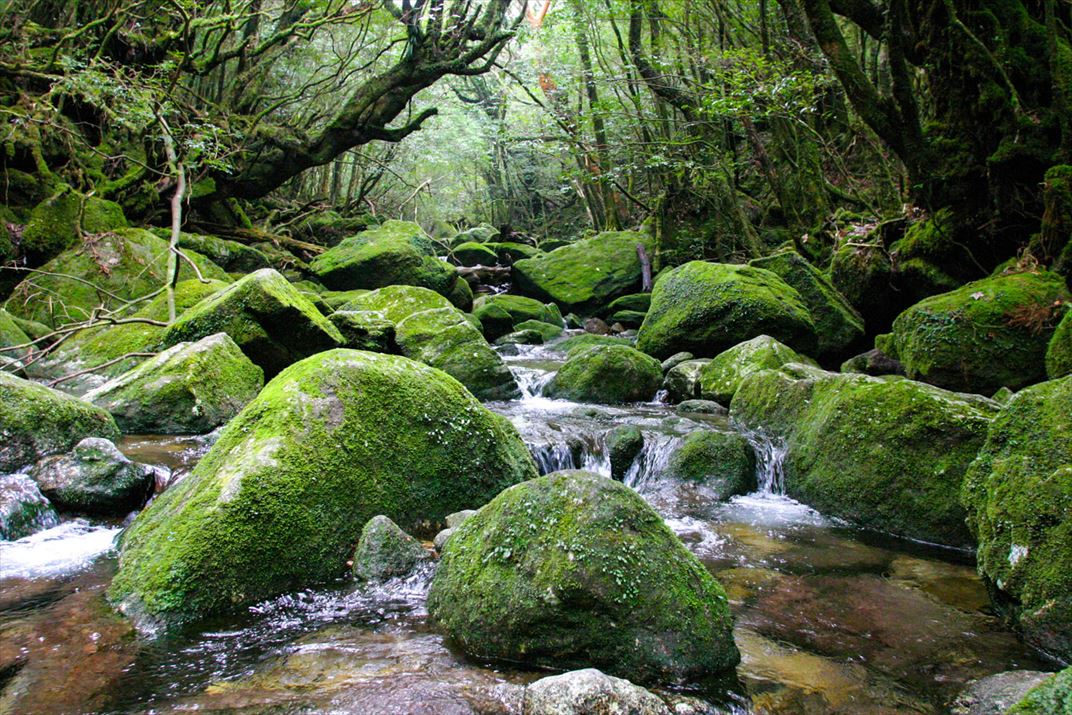 鹿児島県 屋久島