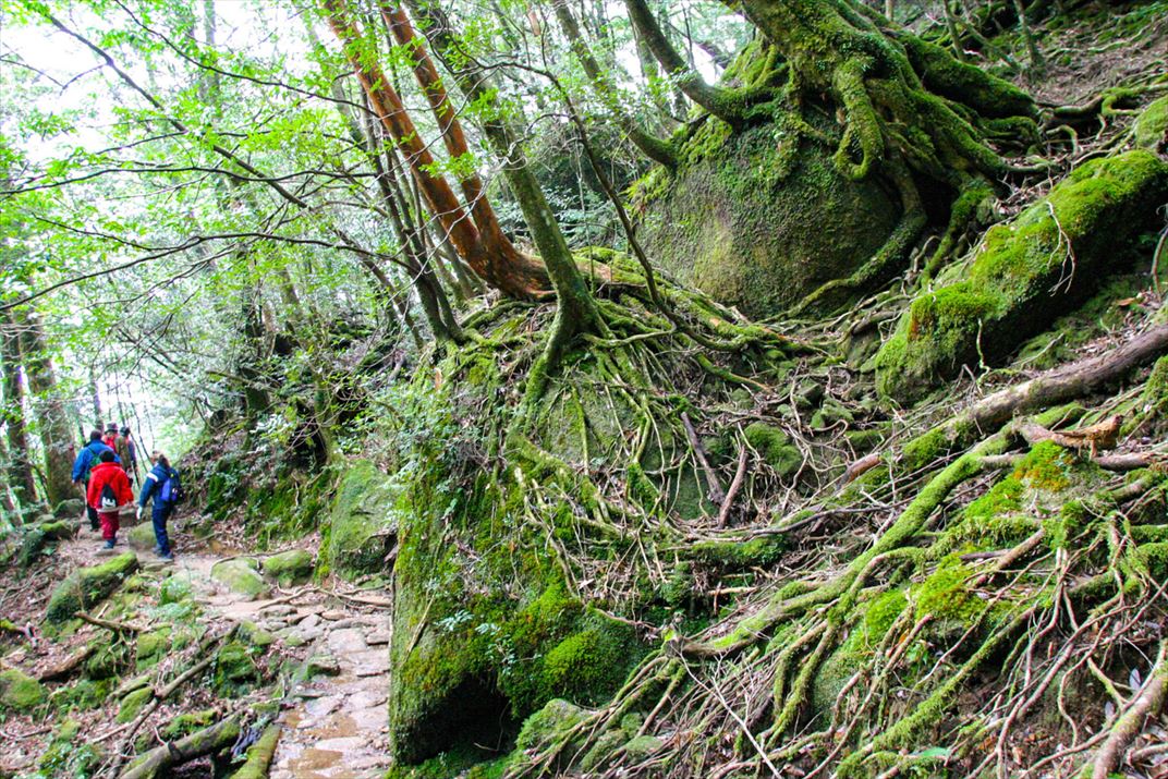 鹿児島県 屋久島
