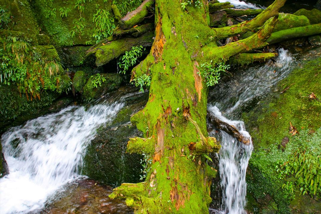鹿児島県 屋久島