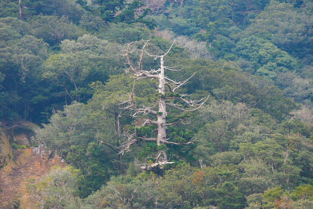 鹿児島県 屋久島