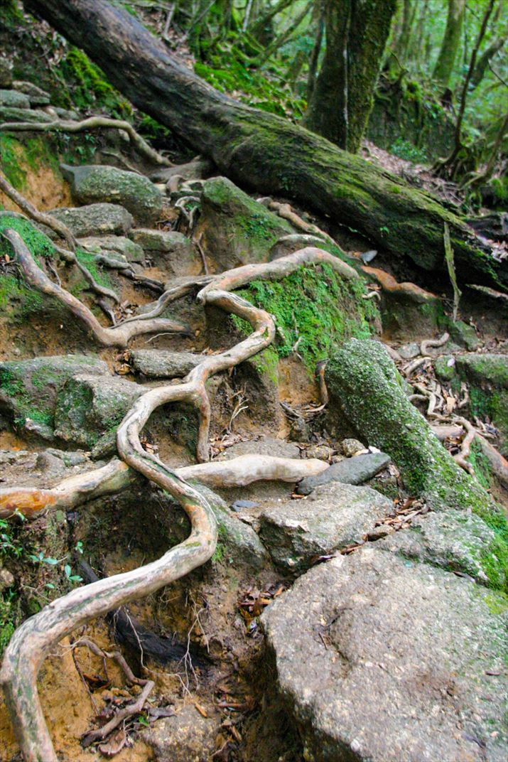 鹿児島県 屋久島