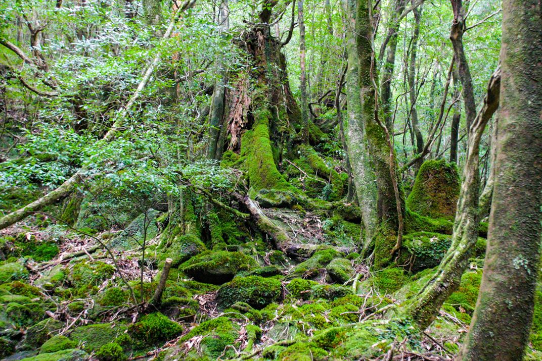 鹿児島県 屋久島