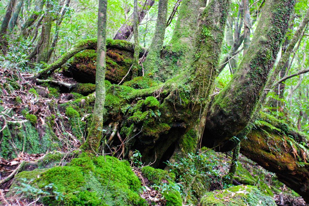 鹿児島県 屋久島