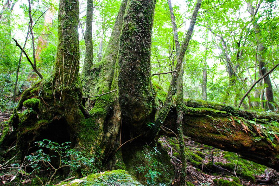 鹿児島県 屋久島