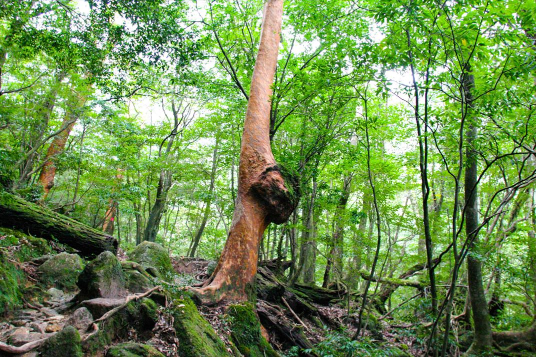 鹿児島県 屋久島