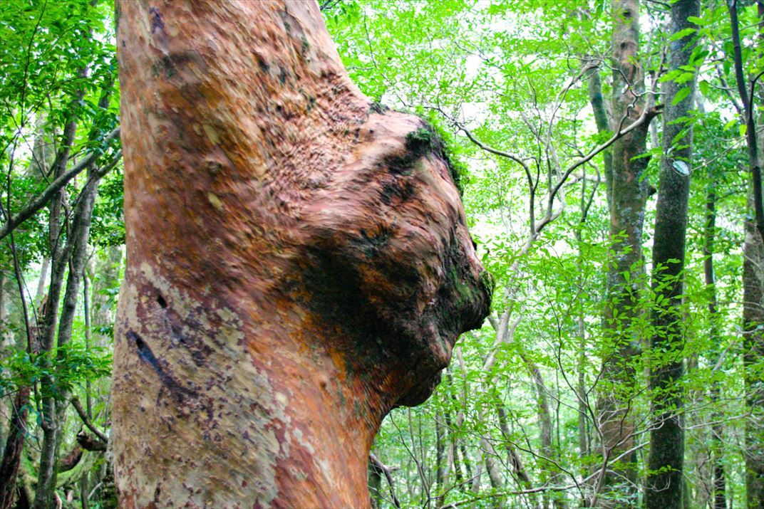 鹿児島県 屋久島