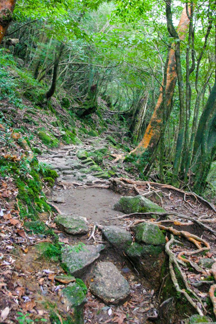 鹿児島県 屋久島
