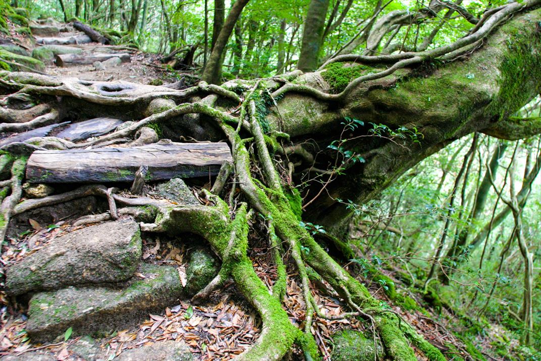 鹿児島県 屋久島