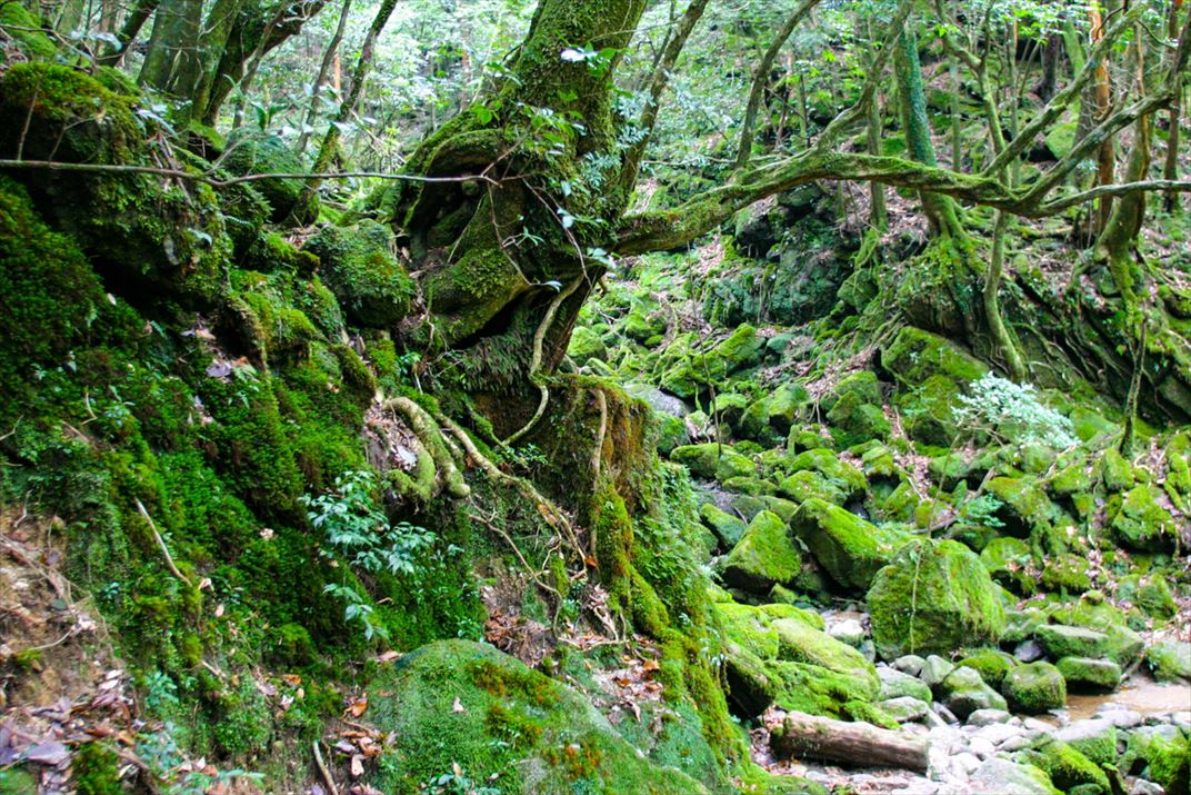 鹿児島県 屋久島