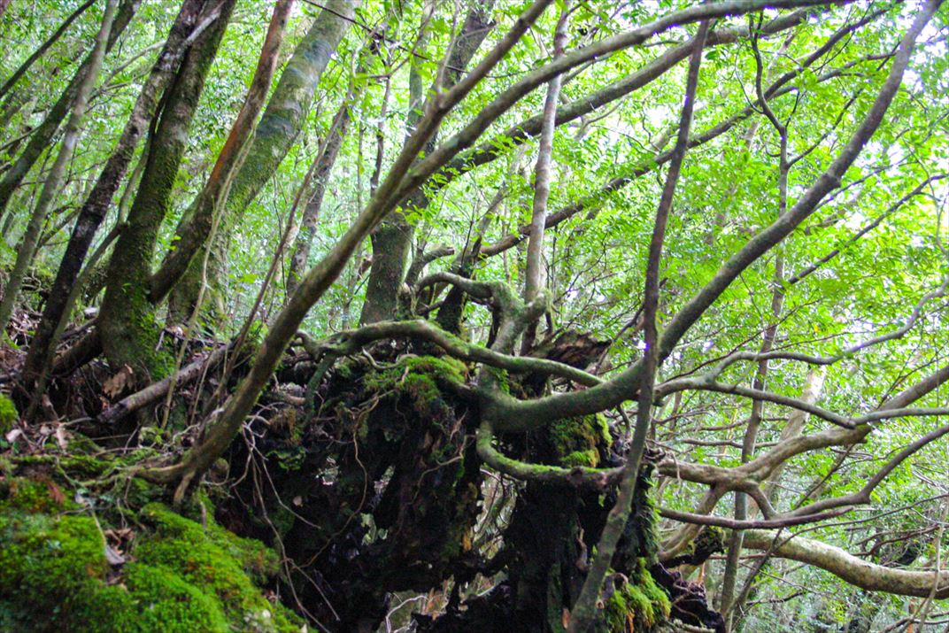 鹿児島県 屋久島