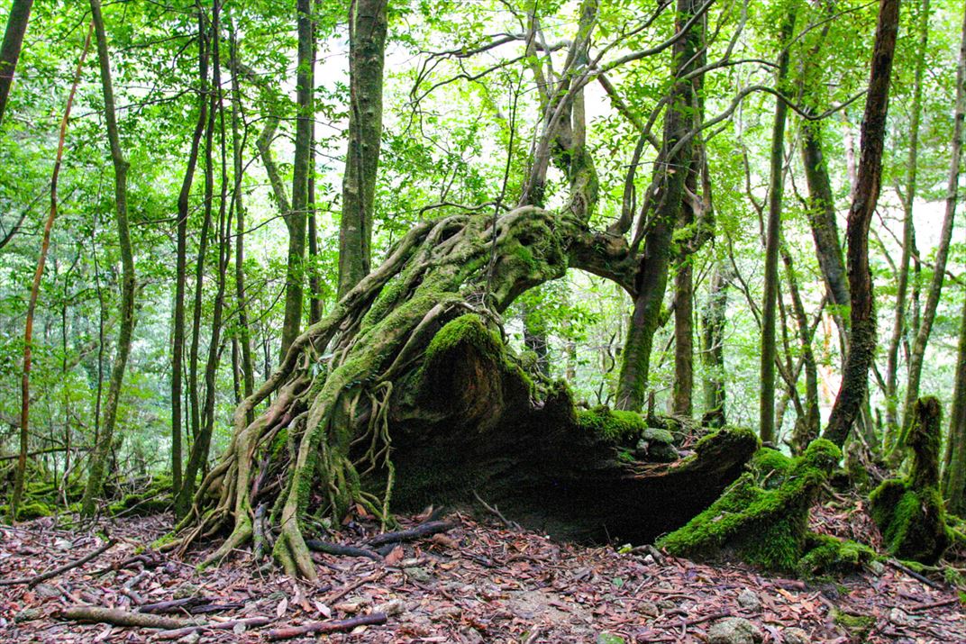 鹿児島県 屋久島