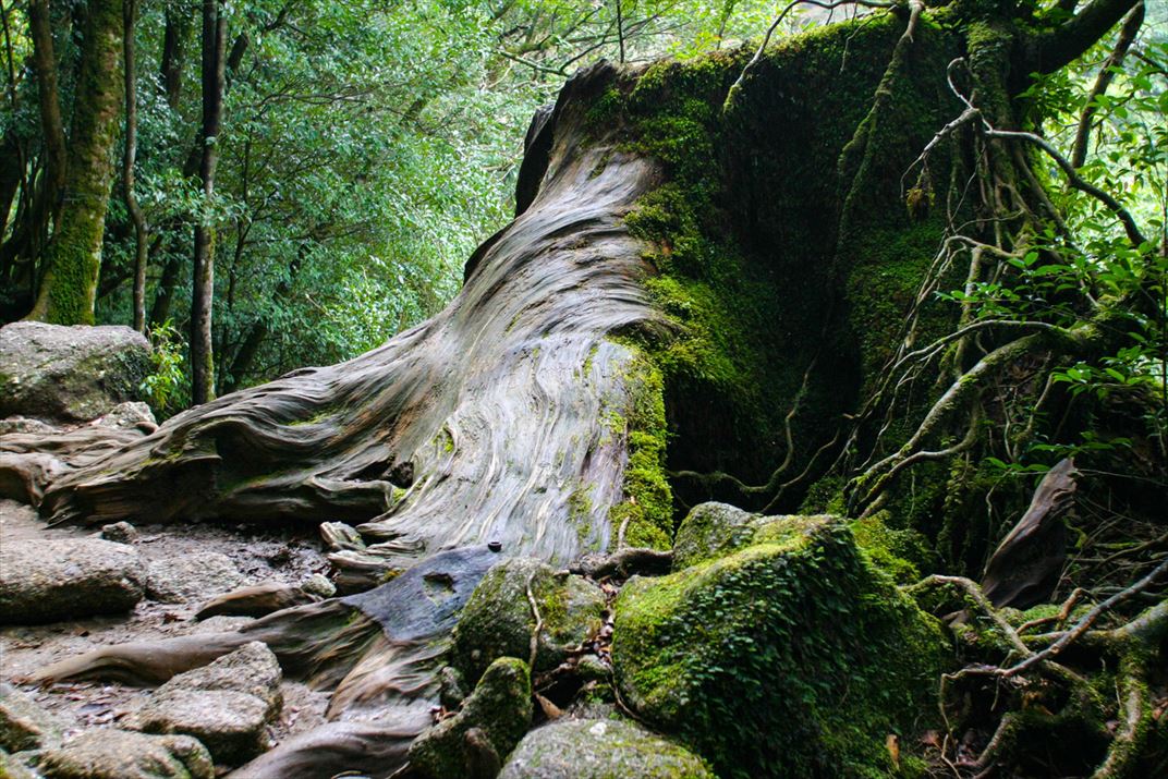 鹿児島県 屋久島