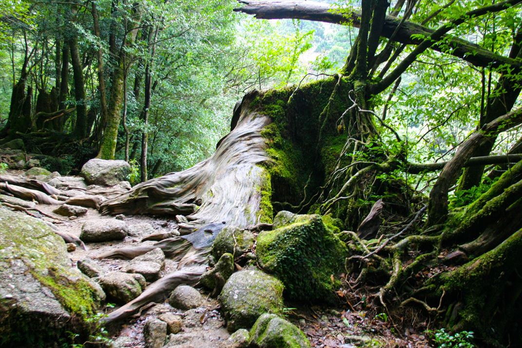 鹿児島県 屋久島