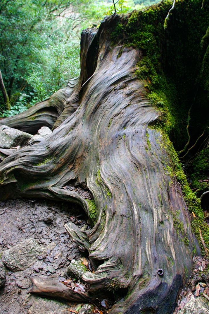 鹿児島県 屋久島