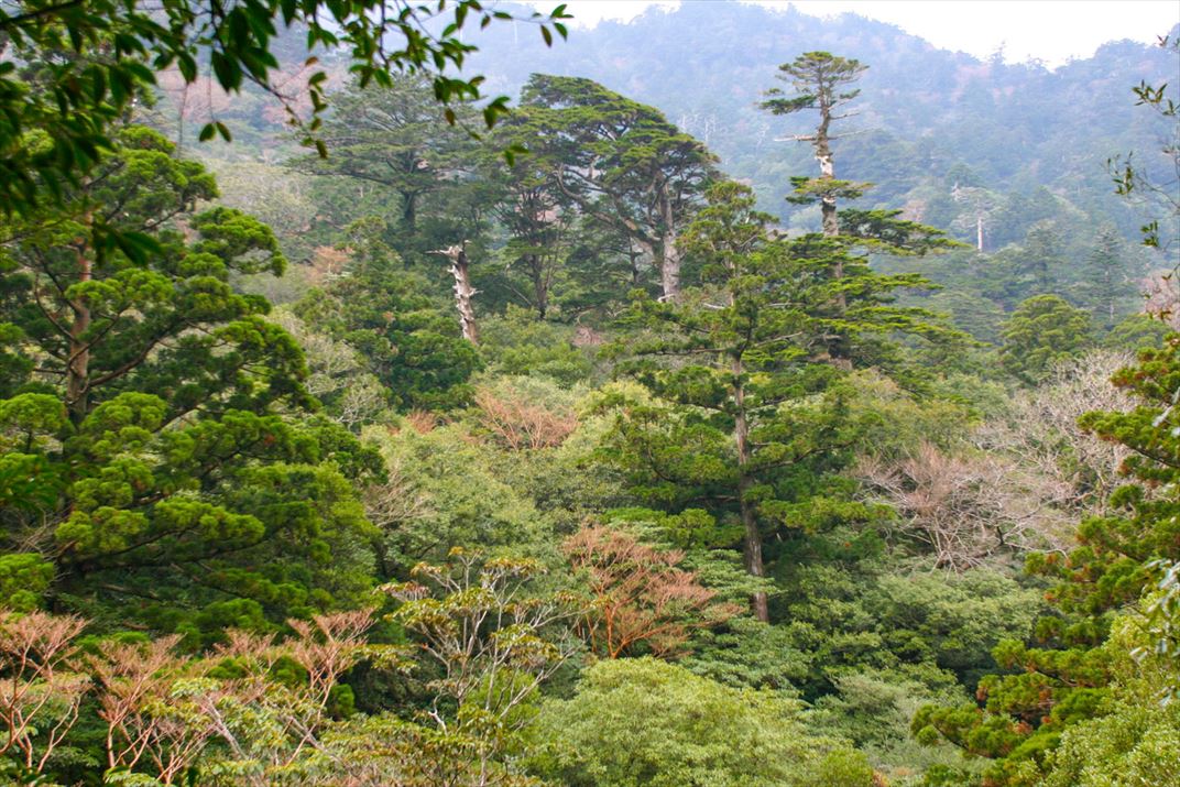 鹿児島県 屋久島