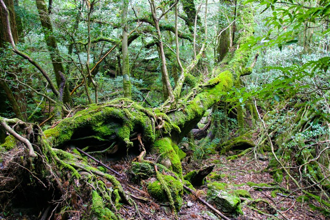 鹿児島県 屋久島