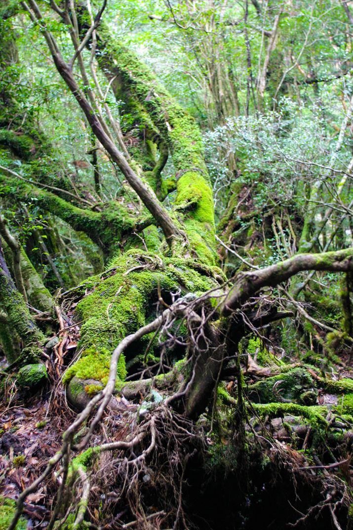 鹿児島県 屋久島