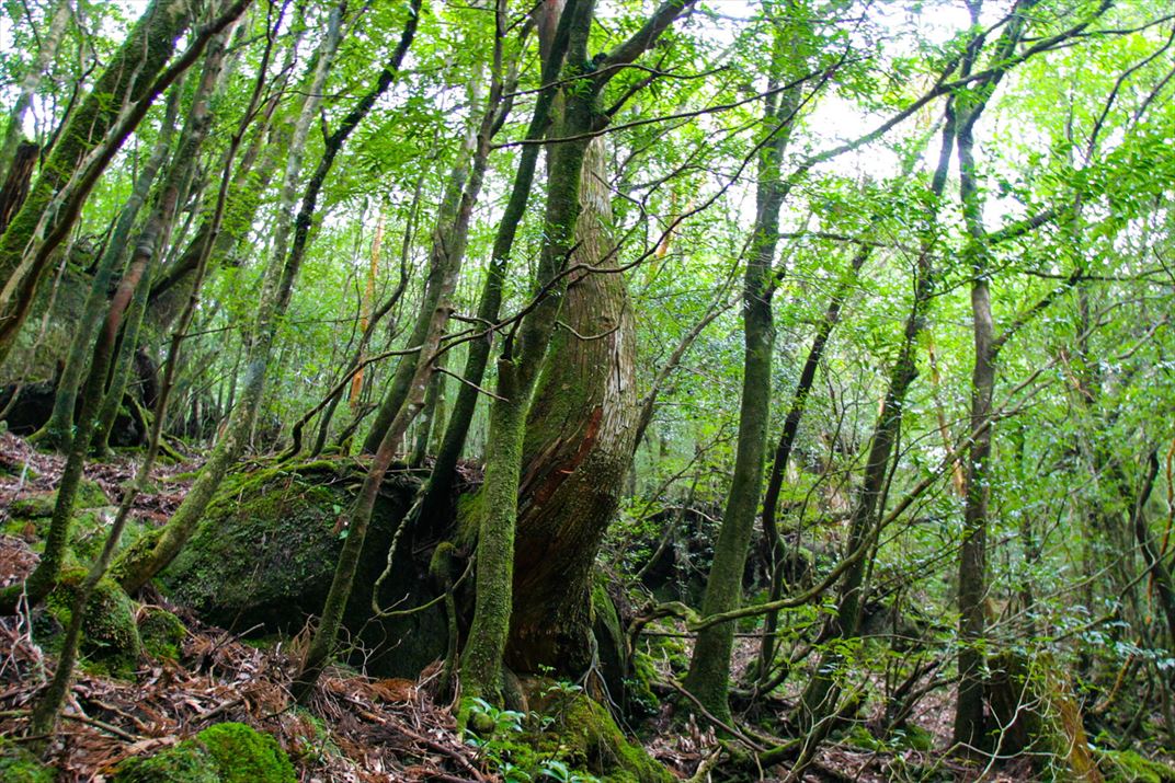 鹿児島県 屋久島