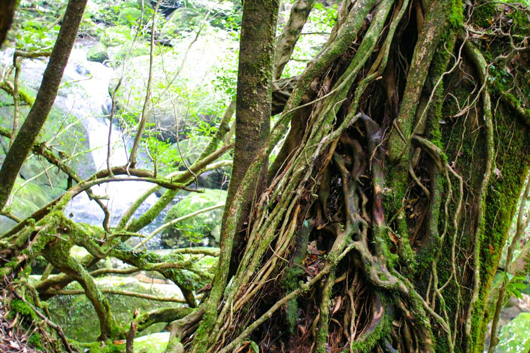 鹿児島県 屋久島