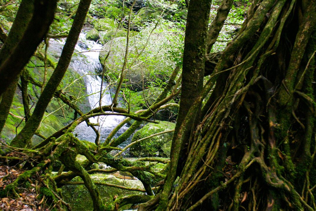 鹿児島県 屋久島