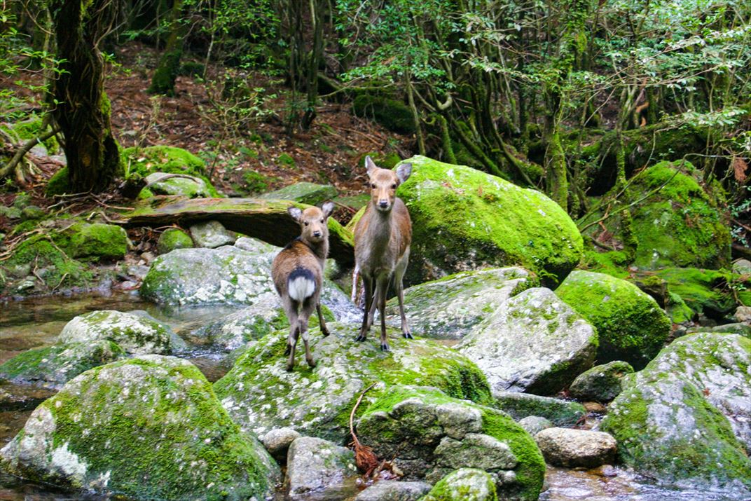鹿児島県 屋久島