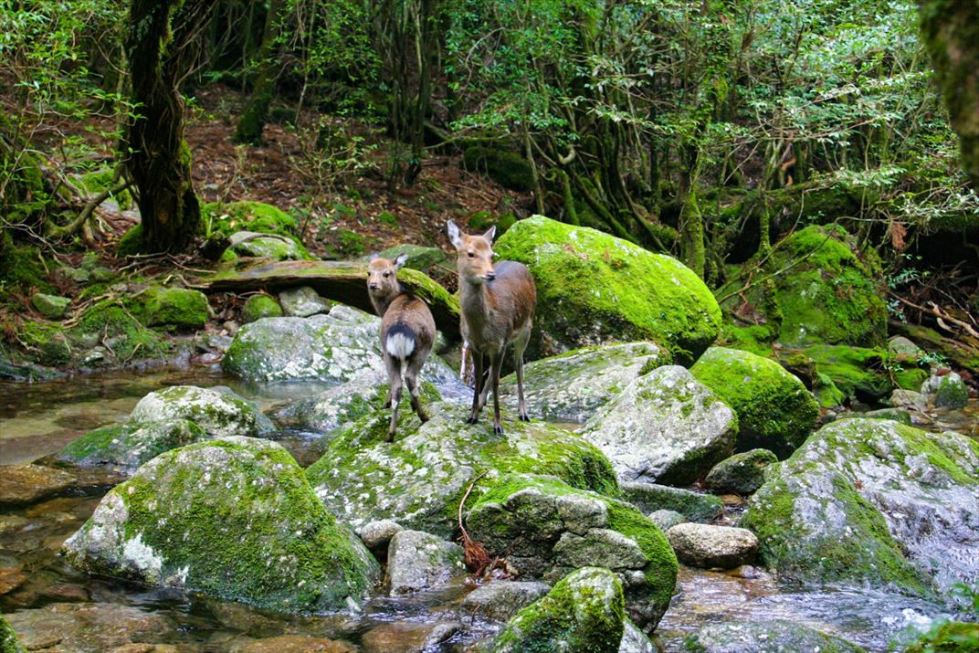 鹿児島県 屋久島