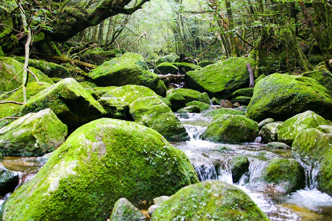 鹿児島県 屋久島