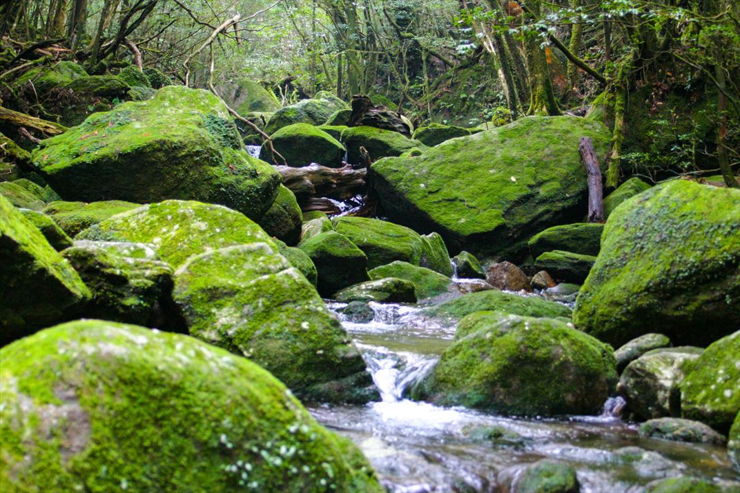 鹿児島県 屋久島