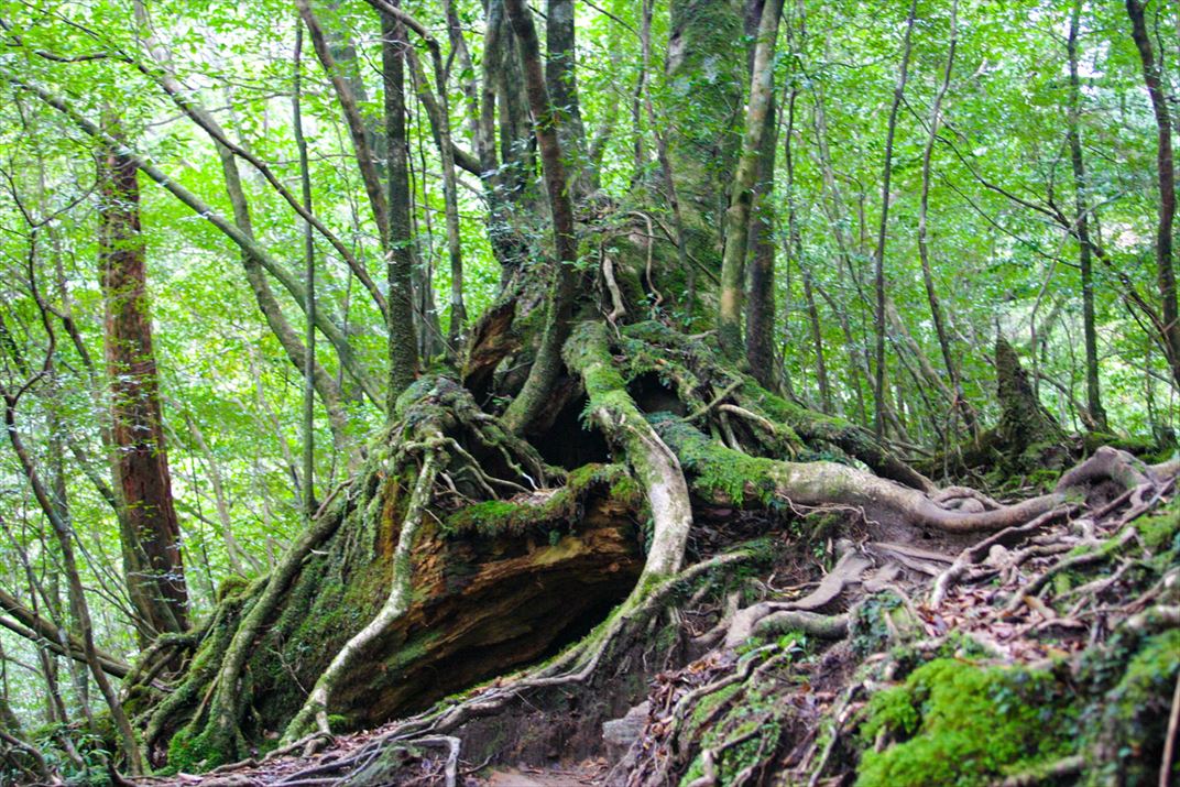 鹿児島県 屋久島