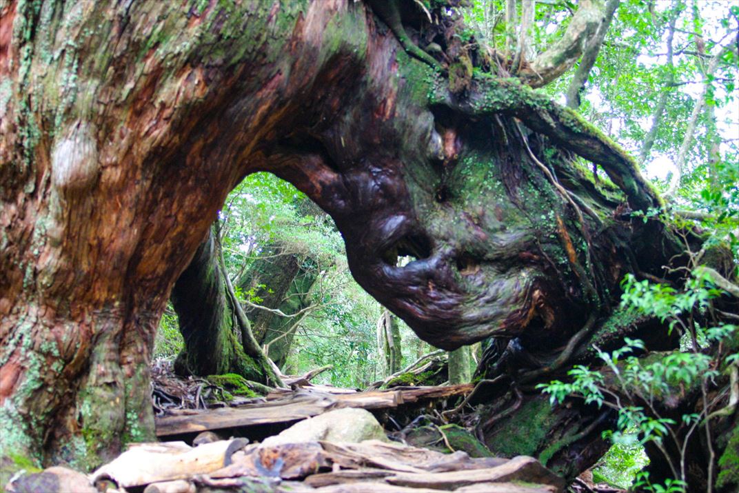 鹿児島県 屋久島