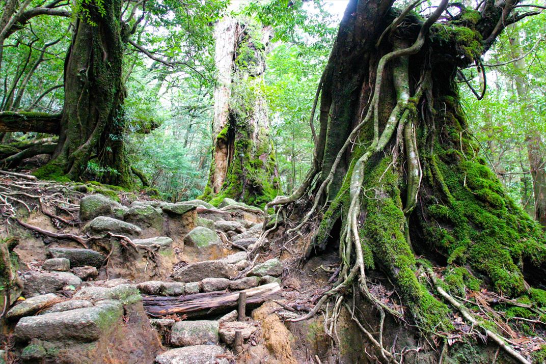 鹿児島県 屋久島