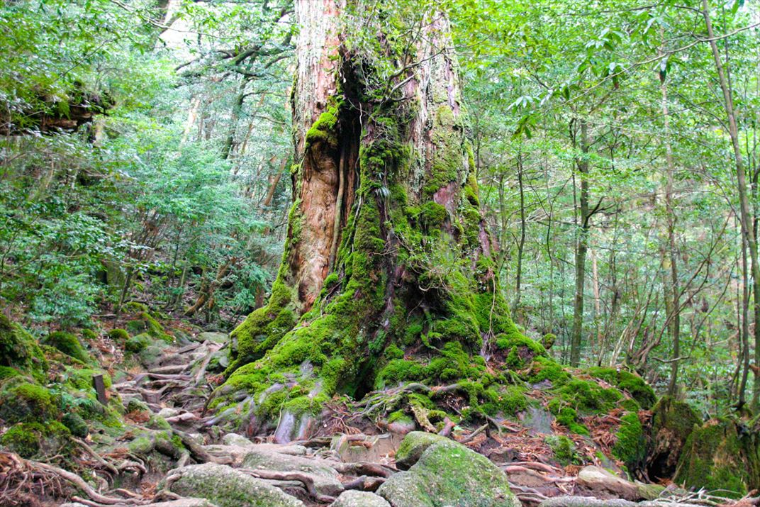 鹿児島県 屋久島