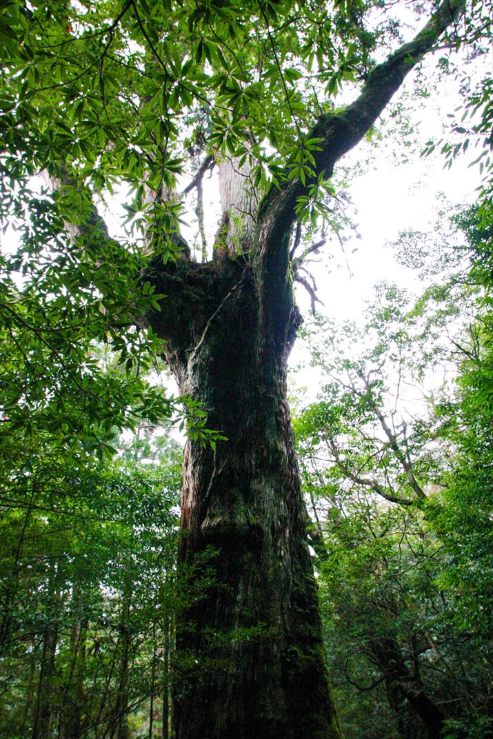 鹿児島県 屋久島