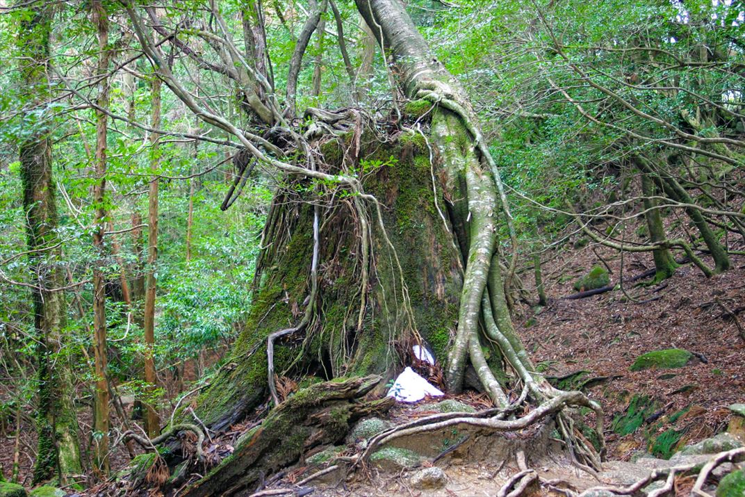 鹿児島県 屋久島