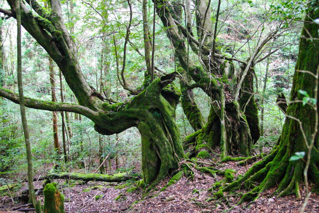 鹿児島県 屋久島