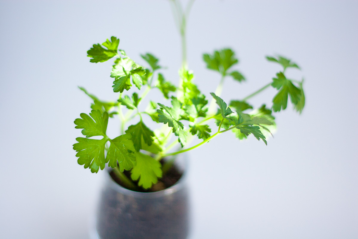 グリーンSDGsイメージ