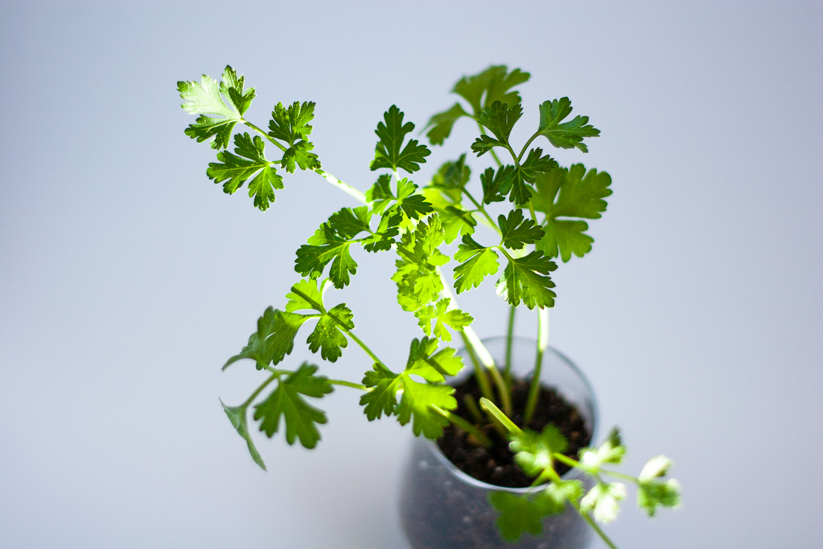 グリーンSDGsイメージ