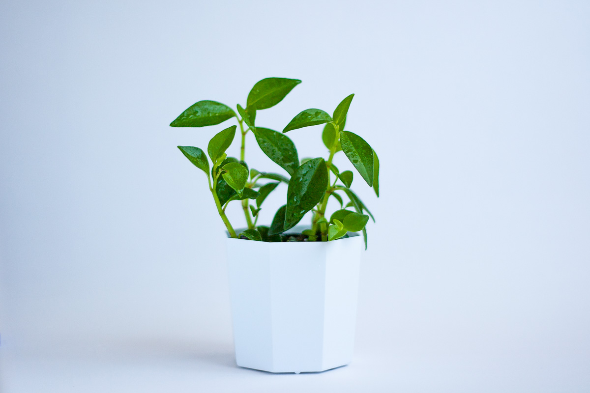 グリーンSDGsイメージ