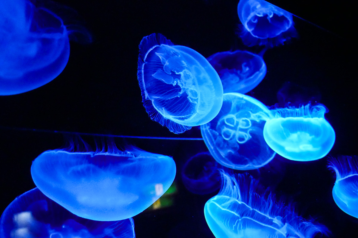 クラゲ(水族館)