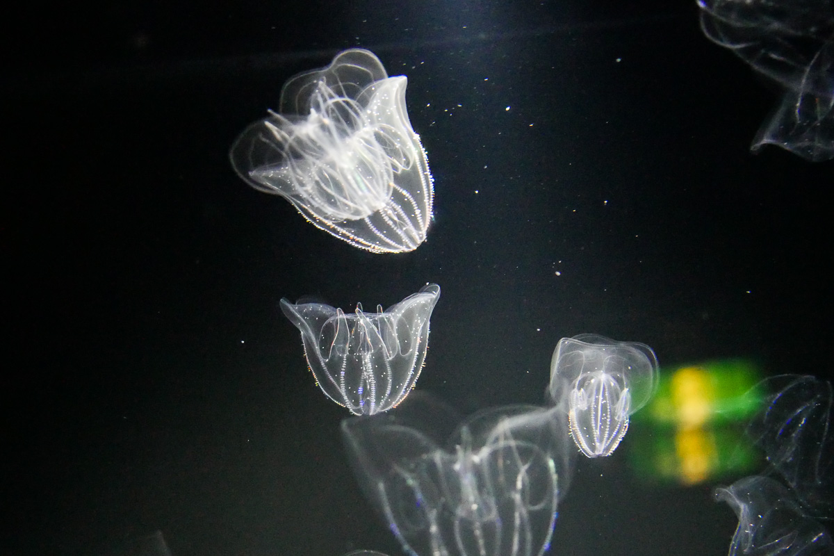 クラゲ(水族館)