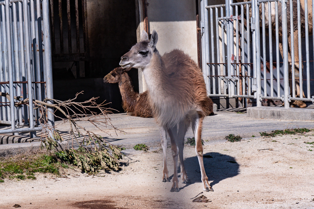 動物園の動物