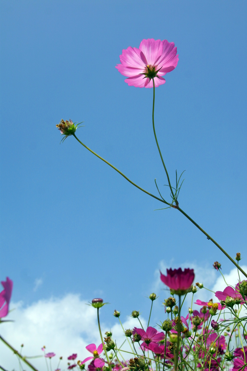 コスモス