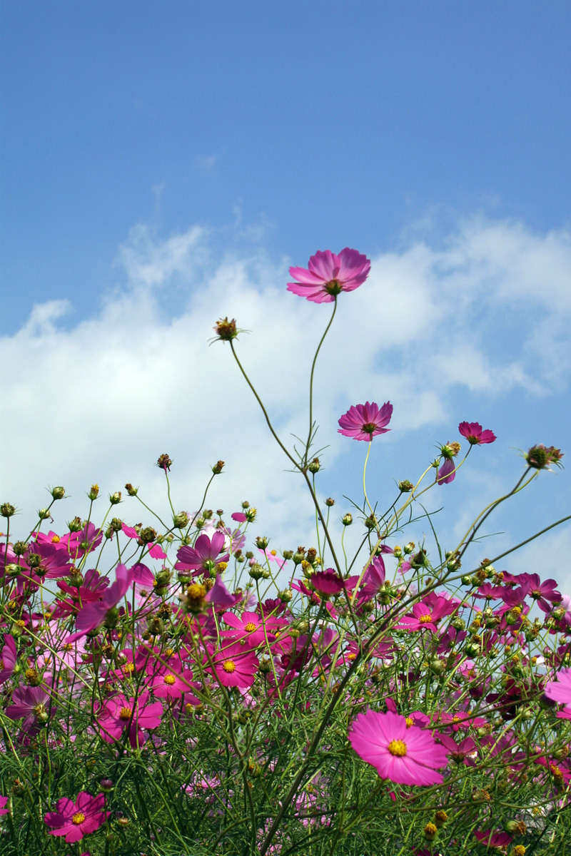 コスモス