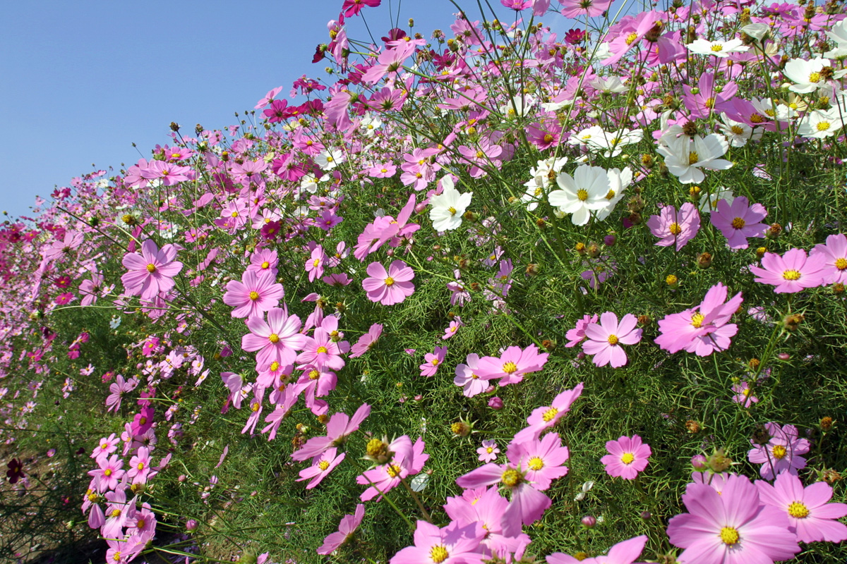 コスモス
