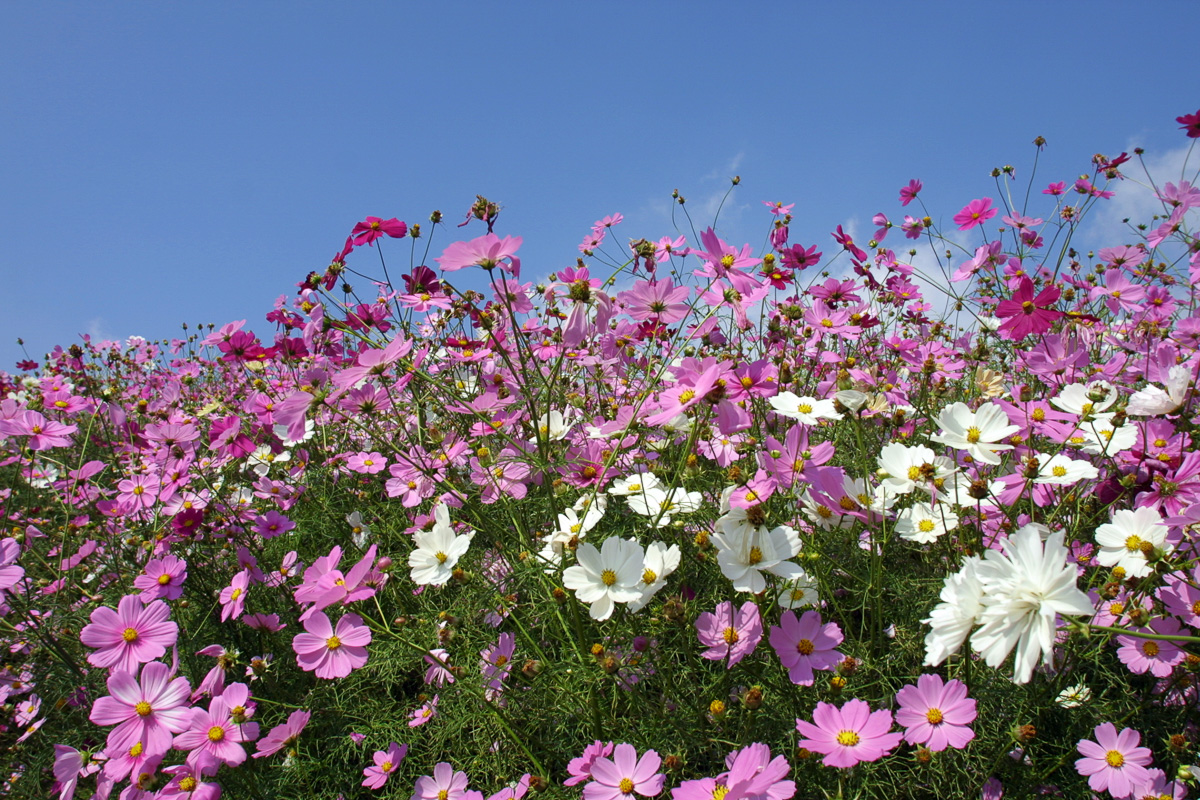 コスモス