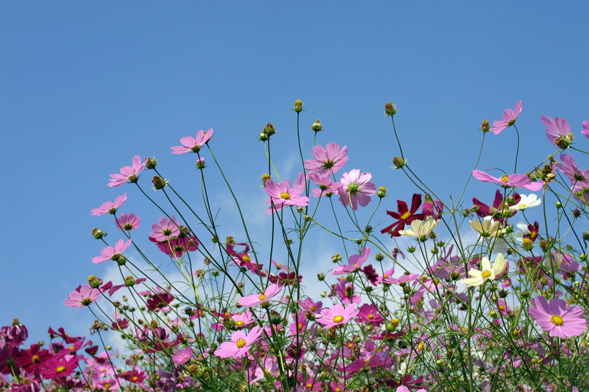 コスモス